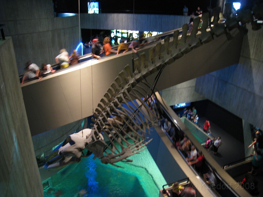 Baltimore MD 2009 1750.jpg - A 4th of July trip to Washington DC in 2009 included a stop in Baltimore MD to see the National Aquarium.